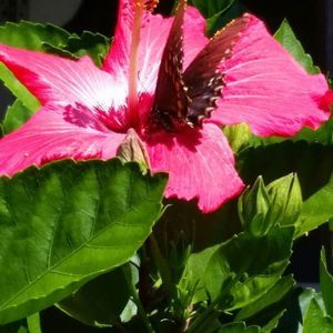 Meet your Posher, Evelyn